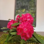 Holiday home Mid Of Nature ' Bella Vista Maggiore Mit Traumhaften Seeblick, Terrasse Und Grossen Garten *